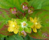 Flower 9Y042D-003